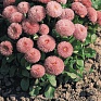 Маргаритка многолетняя (Bellis perennis)
