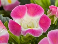 Торения Фурнье (Hi-Lite)