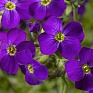 Аубриета гибридная (Aubrieta hybrida)