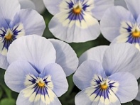 Виола рогатая (Sorbet XP F1)