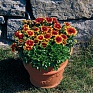 Гайлардия остистая крупноцветковая (Gaillardia aristata grandiflora)