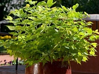 Лейцестерия формозская (Jealousy)