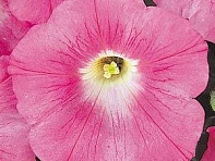 Петуния ампельная гибридная (Wave F1)