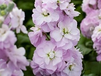 Левкой седой (Figaro)