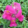 Львиный зев (Антирринум) большой (Antirrhinum majus)