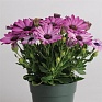 Остеоспермум Эклона (Osteospermum ecklonis)