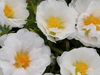 Портулак крупноцветковый (Happy Trails) Портулак крупноцветковый (Happy Trails)