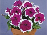 Петуния крупноцветковая (Donna F1)