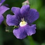 Немезия лазоревая (Nemesia foetens)