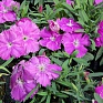 Гвоздика китайская (Dianthus chinensis)