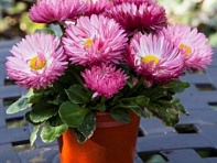 Маргаритка многолетняя (Bam Bam)