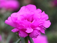 Портулак крупноцветковый (Sunnyside) Портулак крупноцветковый (Sunnyside)