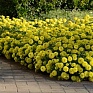 Цинния мариландская (Zinnia marylandica)