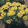 Рудбекия волосистая (Rudbeckia hirta)
