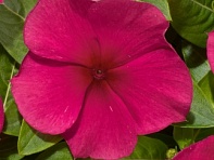 Катарантус розовый (Solar F1)