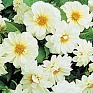 Георгина гибридная (Dahlia hybrida)