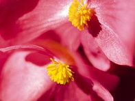 Бегония гибридная (бронзовая листва) (Big F1)