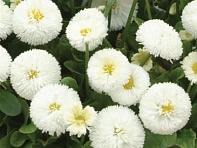 Маргаритка многолетняя (Bellissima)