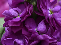 Левкой седой (Centum) Левкой седой (Centum)