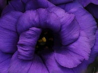 Лизиантус (Эустома) крупноцветковый (ABC F1)