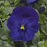 Виола виттрока ампельная (Viola wittrockiana)