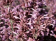 Многоколосник седой