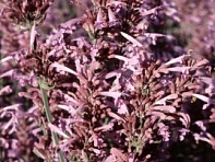 Многоколосник седой (Heather Queen)