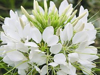 Клеома Хасслера (Sparkler F1)