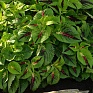 Колеус гибридный (Coleus х hybrida)