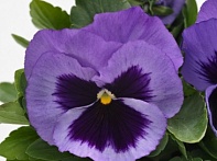 Виола виттрока