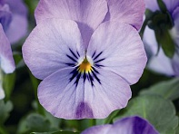 Виола рогатая (Endurio F1)