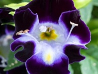 Торения Фурнье (Hi-Lite)