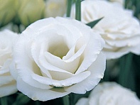 Лизиантус (Эустома) крупноцветковый (Croma F1)