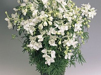 Дельфиниум крупноцветковый (Summer)