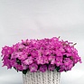 Петуния ампельная гибридная (Petunia x hybrida)