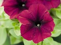 Петуния ампельная гибридная