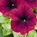 Петуния ампельная гибридная