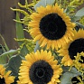 Подсолнечник летний (Helianthus annuus)