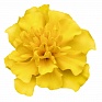 Бархатцы отклоненные (Tagetes patula)