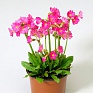 Примула розовая (Primula rosea)