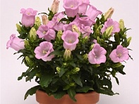 Колокольчик средний (Campanella F1)