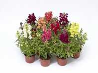 Львиный зев (Антирринум) большой (Snaptini F1)