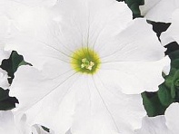 Петуния крупноцветковая (Dreams F1)