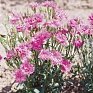 Гвоздика гибридная махровая (Dianthus interspecific)