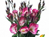 Лизиантус (Эустома) крупноцветковый (Adom F1)