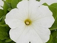 Петуния многоцветковая (генетически компактная) (Espresso F1)