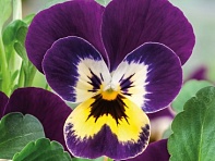 Виола рогатая (Corina F1)