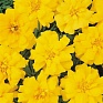 Бархатцы отклоненные (Tagetes patula) Бархатцы отклоненные (Tagetes patula)