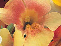 Губастик гибридный (Magic F1)