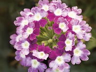 Вербена гибридная ампельная (Obsession Cascade F1)